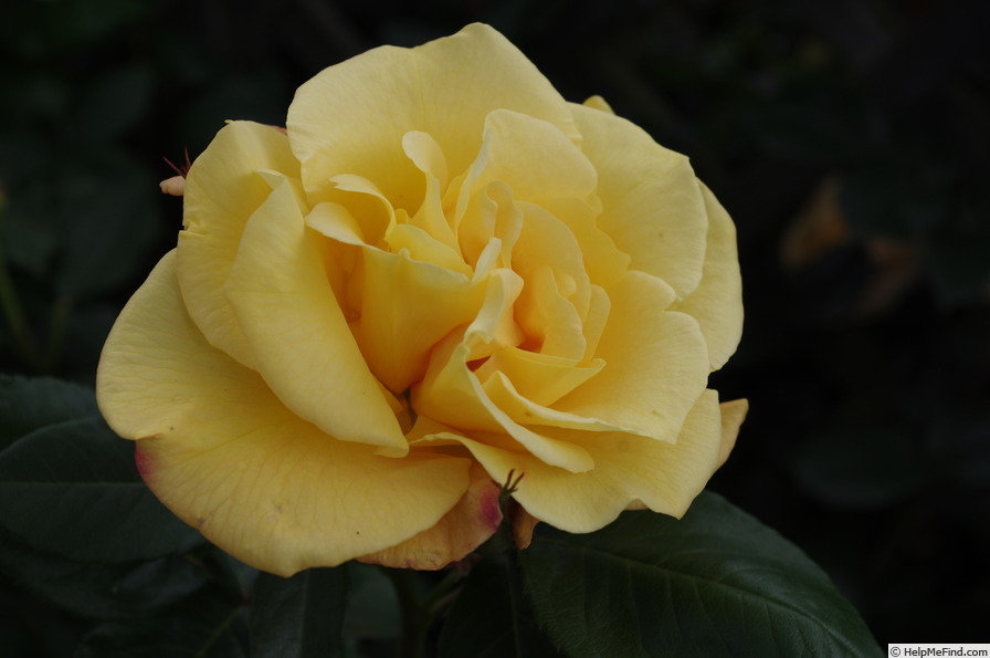 'Ambassador Nogami' rose photo