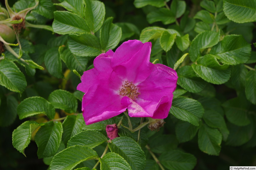 'Rubra (hybrid rugosa)' rose photo