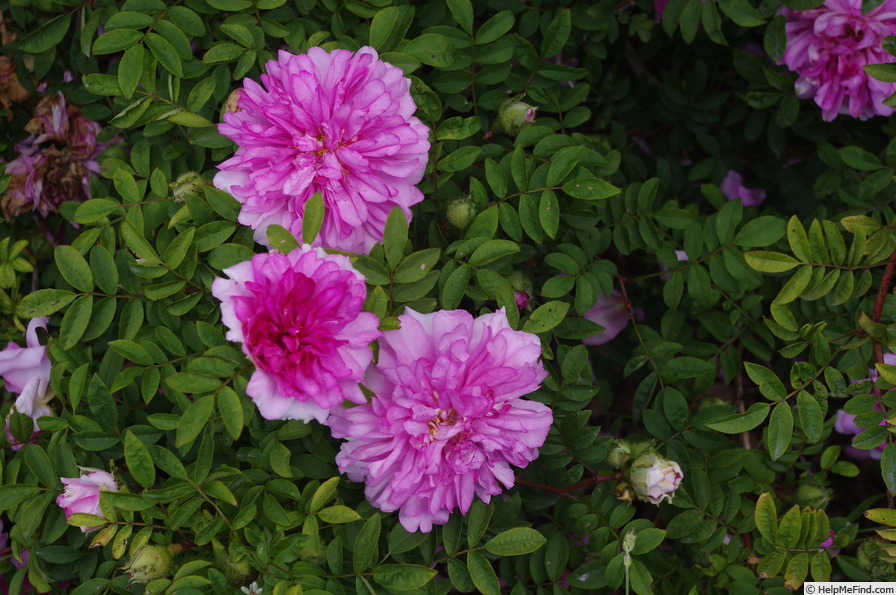 'R. roxburghii plena' rose photo