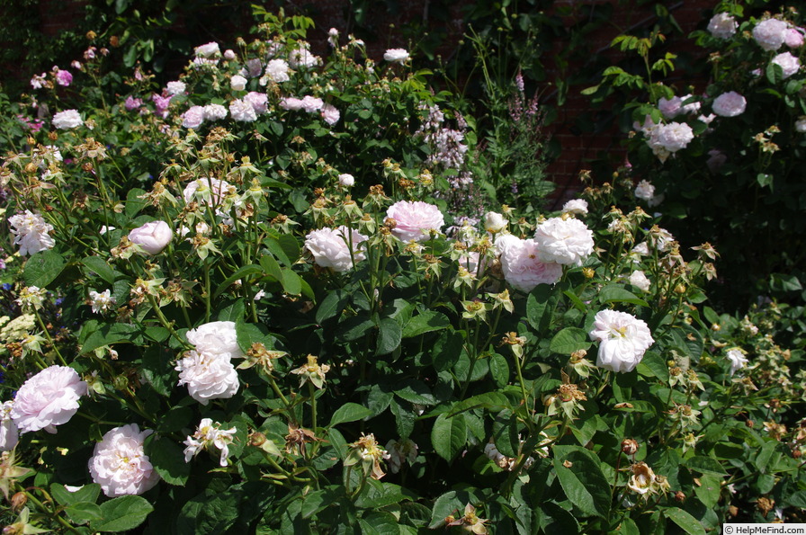 'Prolifera de Redouté' rose photo