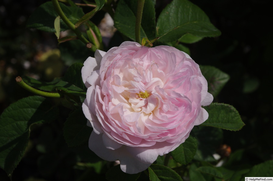 'Prolifera de Redouté' rose photo