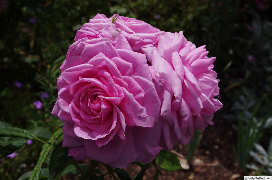 'André Leroy' rose photo