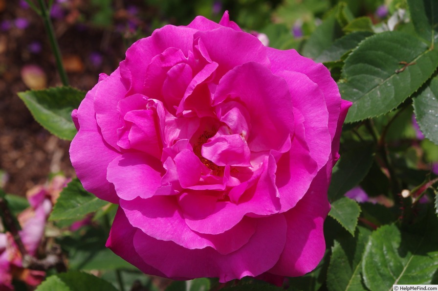 'Président Willermoz' rose photo