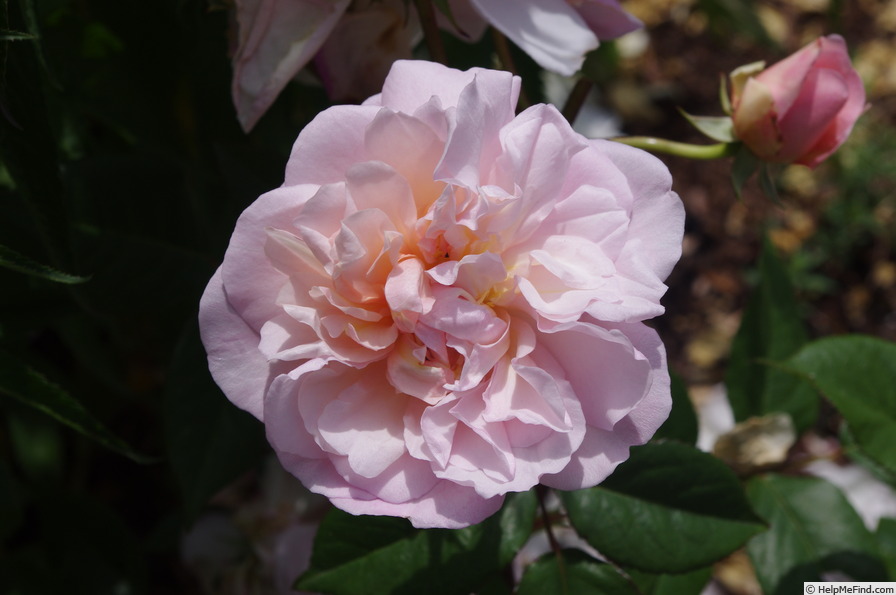 'Pink Gruss an Aachen (hybrid tea, Spek, 1930)' rose photo