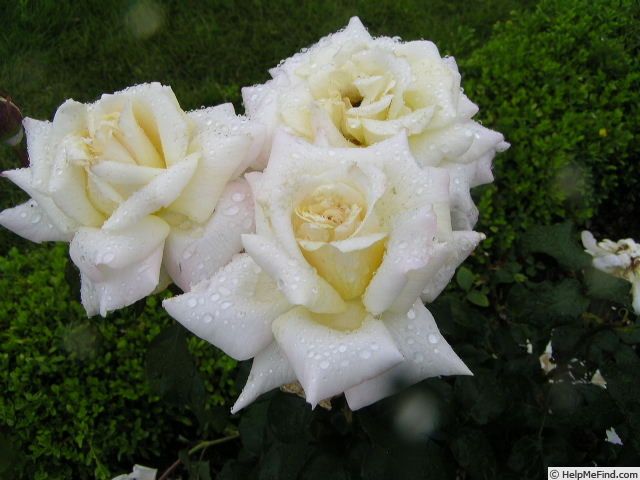 'Paul Holmes' rose photo