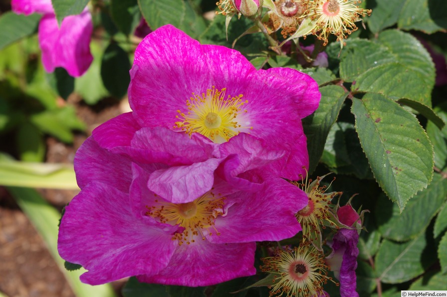'Velutinaeflora' rose photo