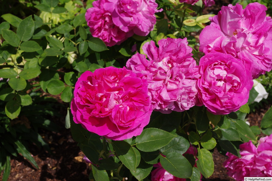 'Paul Néron' rose photo