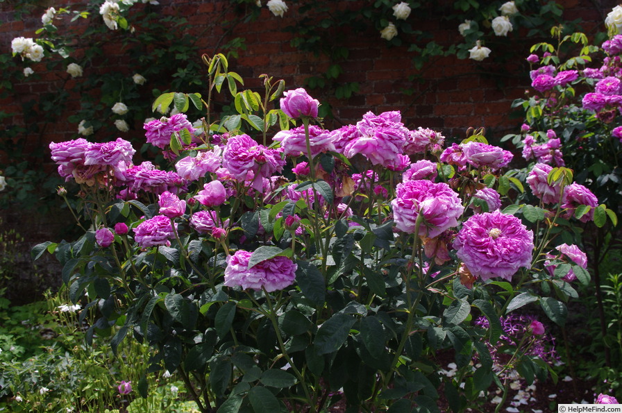 'Lycoris (hybrid gallica, Unknown, pre 1838)' rose photo