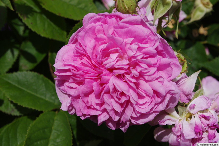 'La Ville de Bruxelles (Damask, Vibert, 1837)' rose photo