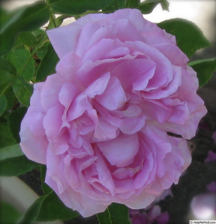 'Madame Elisa de Vilmorin' rose photo