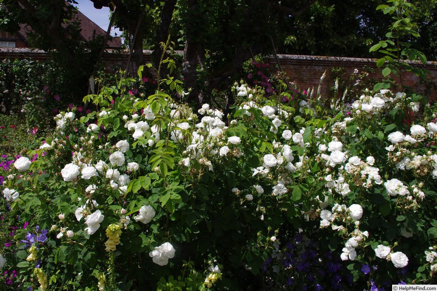 'Madame Hardy (Damask, Hardy, 1831)' rose photo