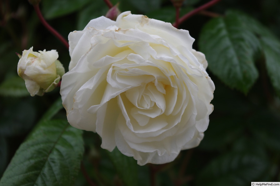 'Madeleine Selzer' rose photo