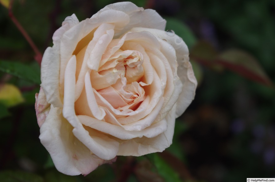 'Abricoté' rose photo