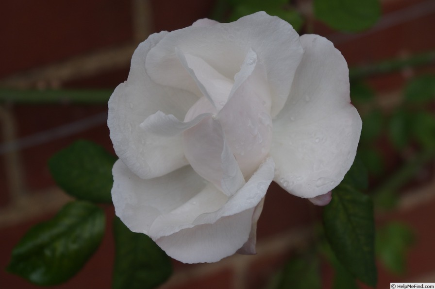 'Ayrshire Splendens' rose photo