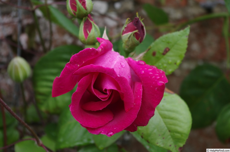 'Ards Rover' rose photo