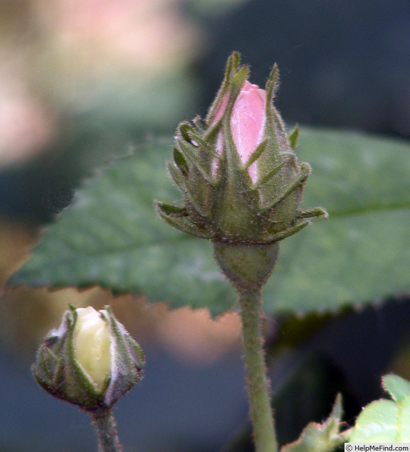 'R. gallica officinalis' rose photo