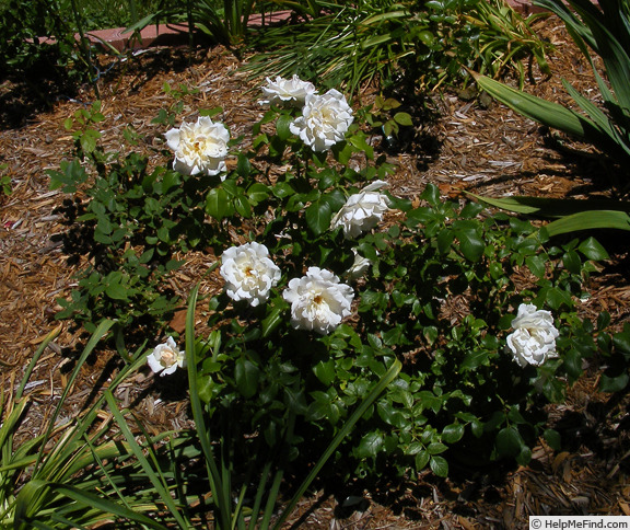 'Champagne Wishes' rose photo