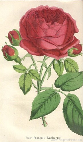 'François Lacharme' rose photo