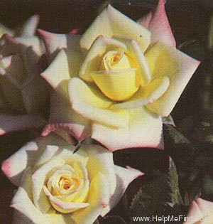 'Little Peaces' rose photo