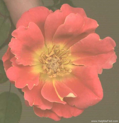 'BR5-04 (Peter Harris)' rose photo