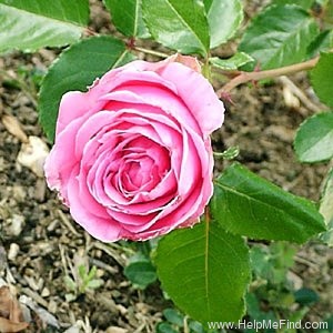 'Auguste Renoir ®' rose photo