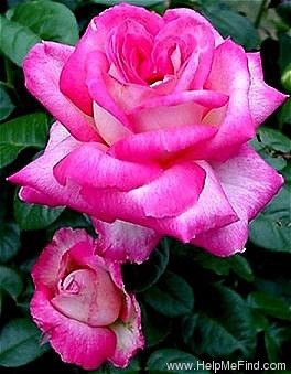 'BAIpeace' rose photo