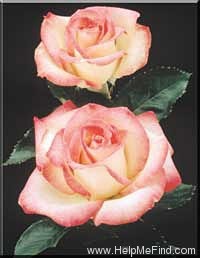 'Lynn Anderson' rose photo