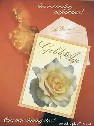 'Golden Age (hybrid tea, Sheldon, 2001)' rose photo