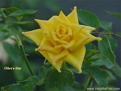 'Chloe's Star™' rose photo
