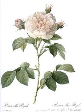 '<i>Rosa alba regalis</i> Red. & Thory' rose photo