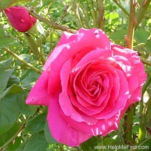 'Miss All-American Beauty' rose photo