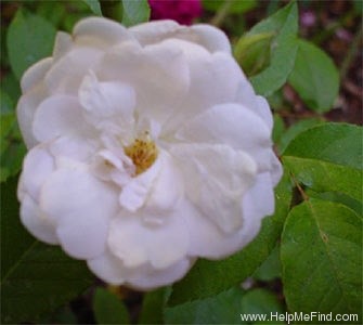 'Marie Pavié' rose photo