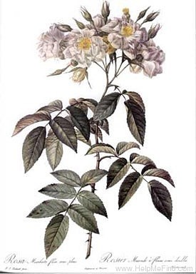 '<i>Rosa moschata</i> staxon <i>flore semi-pleno</i> Thory' rose photo