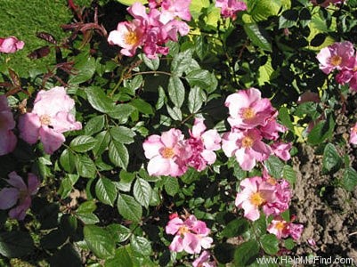 'Patricia Beucher' rose photo