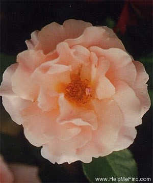 'Jamestown' rose photo