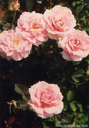 'Cynthia Westcott' rose photo
