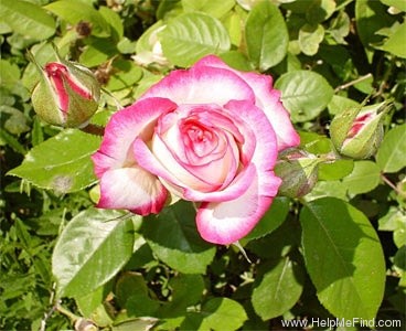 'Minuette (floribunda, Lammerts, 1969)' rose photo