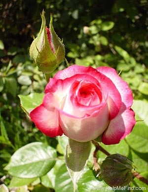 'Minuette (floribunda, Lammerts, 1969)' rose photo