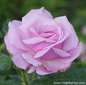 'Mrs. Paul' rose photo