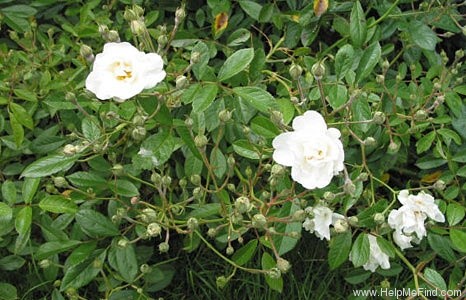 'Schone Gezelle Blome' rose photo