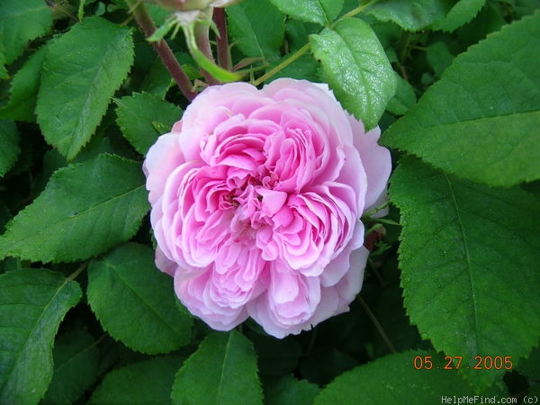 'Gloire de la France (hybrid centifolia, Bizard 1828)' rose photo