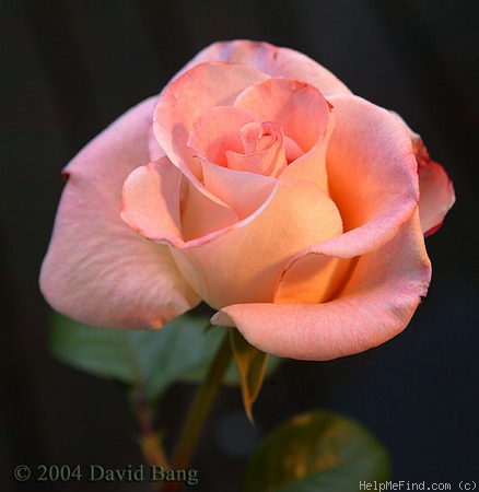 'Frivolous Pink' rose photo