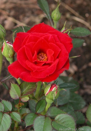 'Sorcerer ™' rose photo