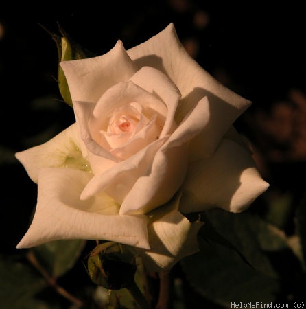 'Miss Pearl ™' rose photo