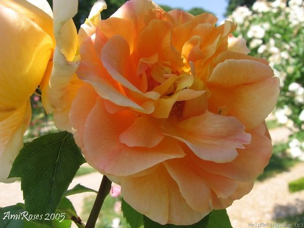 'Puerta del Sol ®' rose photo