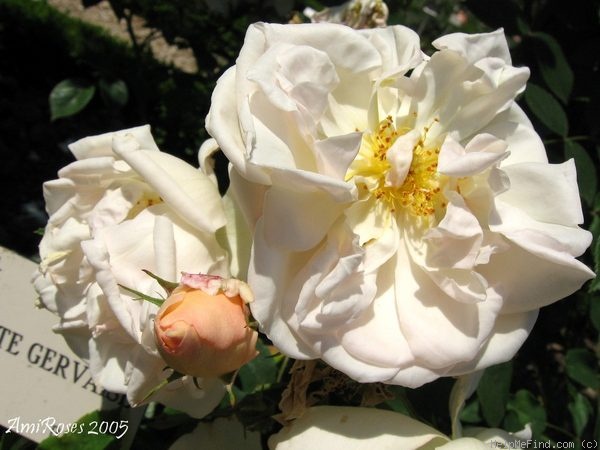 'Auguste Gervaise' rose photo