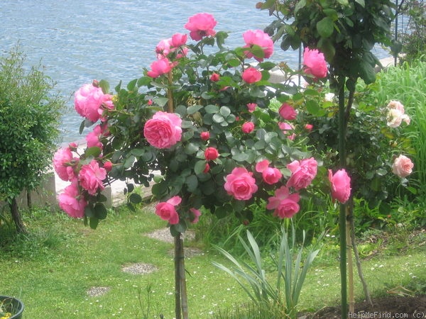 'Leonardo da Vinci ® (Floribunda, Meilland, 1993)' rose photo