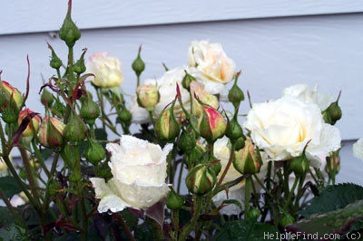 'Flirtatious ™' rose photo