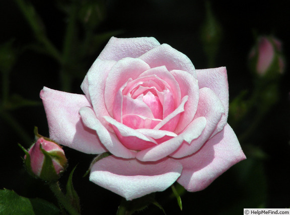 'Jeanne Lajoie' rose photo