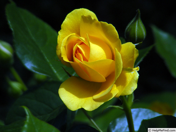 'Julia Child ™ (Floribunda, Carruth, 2004)' rose photo